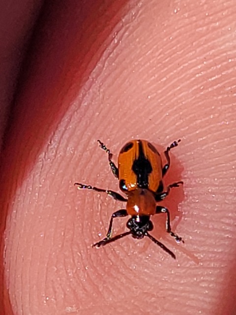Crioceris quinquepunctata - ötpontos spárgabogár