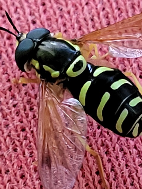 Chrysotoxum