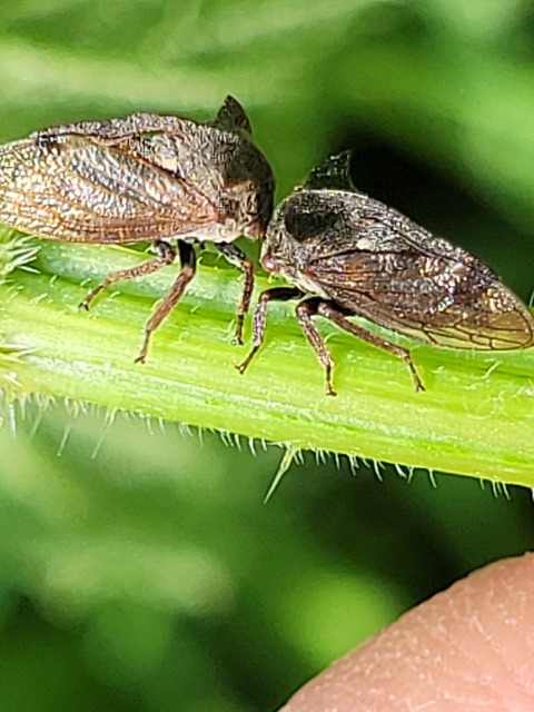 Centrotus cornutus - szarvaskabóca