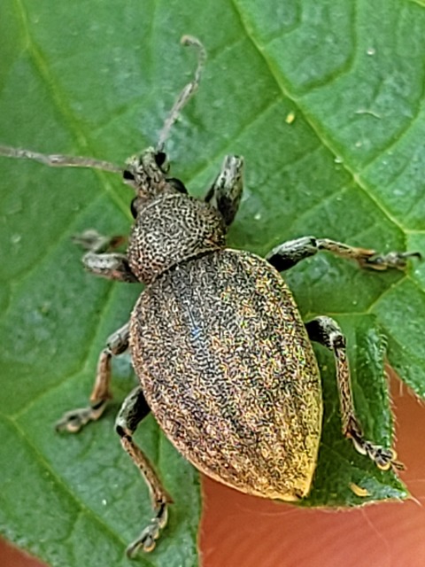 Otiorhynchus ligustici - vincellér-gyalogormányos