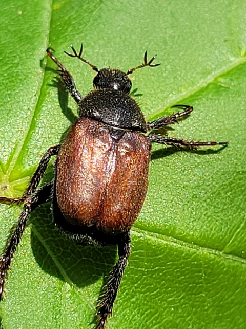 Hoplia praticola - réti virágcserebogár