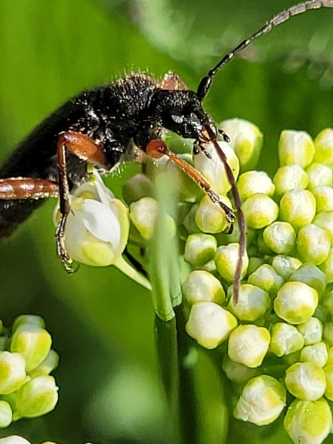Cortodera villosa - bozontos cserjecincér