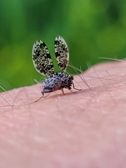 Callopistromyia annulipes - pávalégy