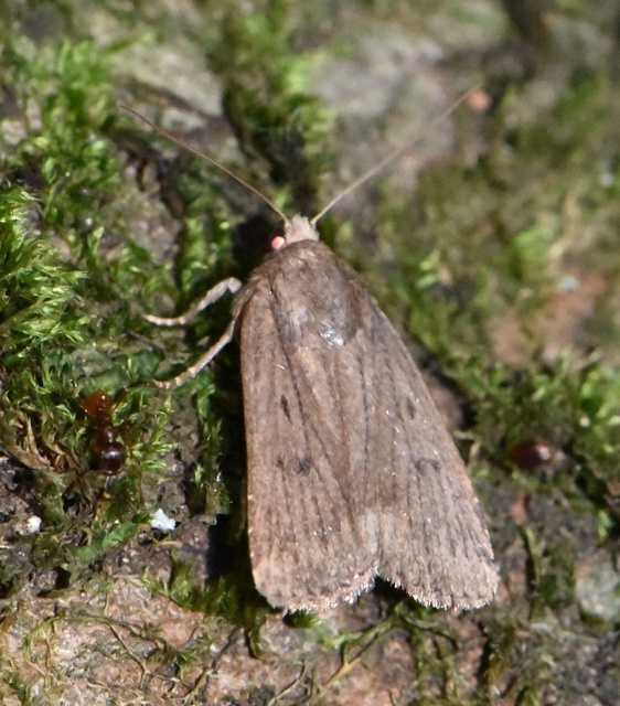 Amphipyra tragopoginis - bakszakállbagoly