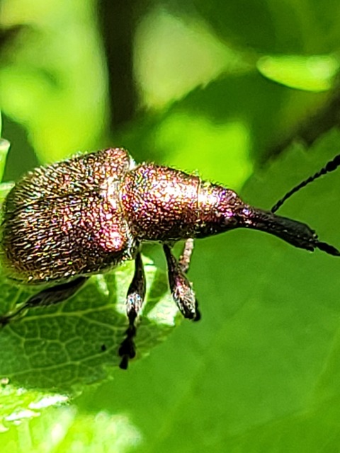 Rhynchites auratus - aranyos eszelény