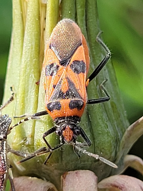 Corizus hyoscyami - piros karimáspoloska