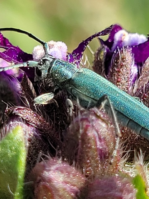 Phytoecia coerulescens - kígyósziszcincér