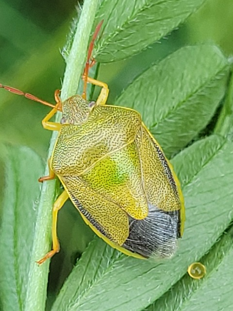Piezodorus lituratus - bíboros címerespoloska Piezodorus lituratus - bíboros címerespoloska