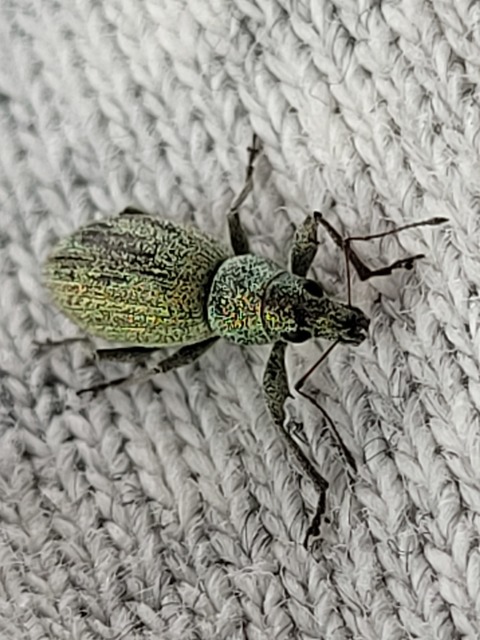 Eusomus ovulum - közönséges cickafarkormányos