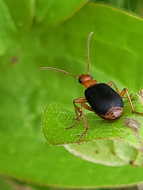 Brachinus