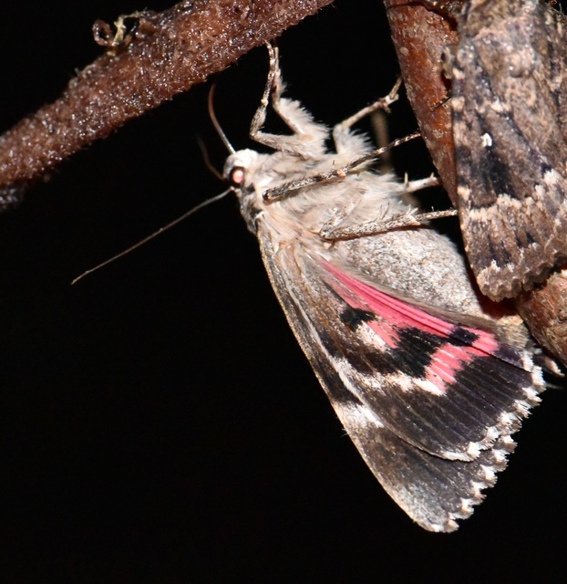 Catocala sponsa - tölgyfa-övesbagoly