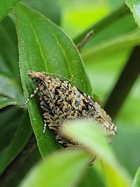 Celypha lacunana - vízparti tükrösmoly