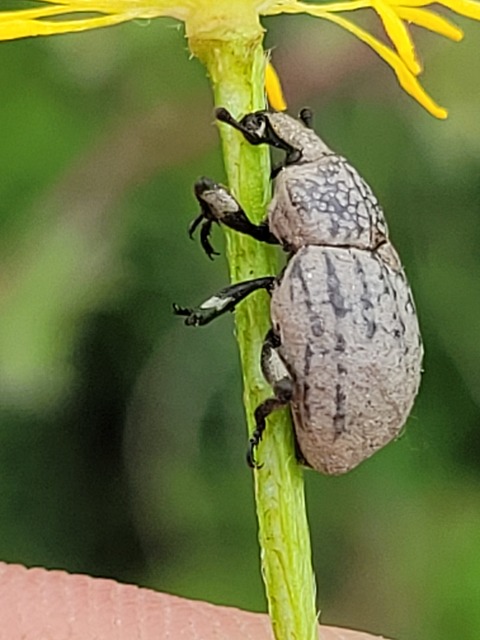 Minyops variolosus - nyugati bordásormányos