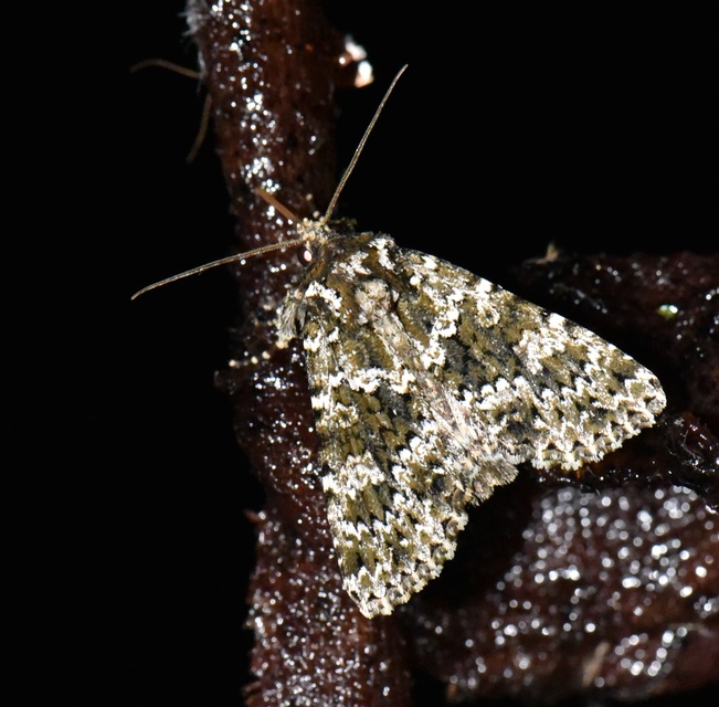 Polymixis polymita - kankalin-tarkabagoly