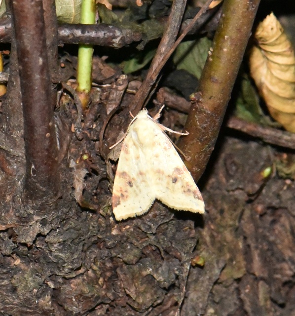 Cirrhia icteritia - nyárfa-sárgabagoly