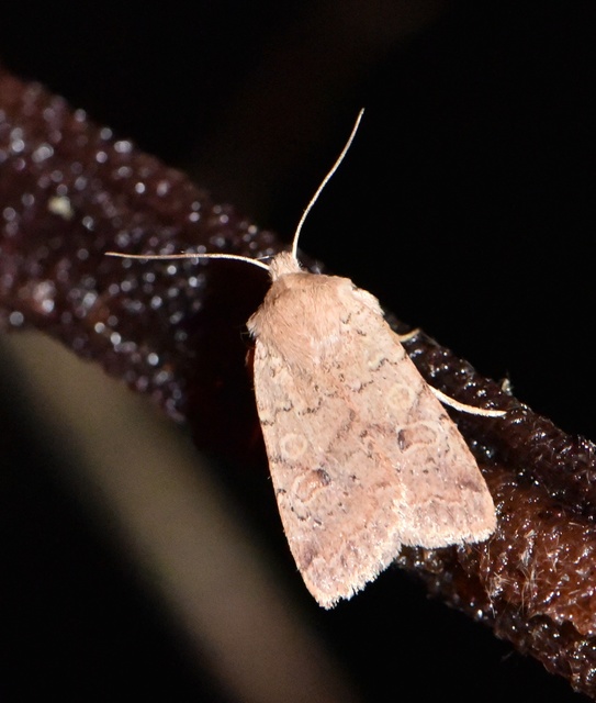 Propenistra laevis - könnyű őszibagoly