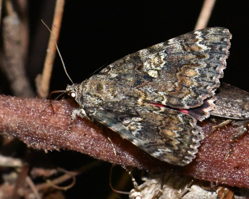 Catocala sponsa - tölgyfa-övesbagoly