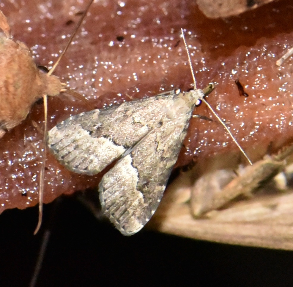 Schrankia taenialis - lomberdei karcsúbagoly