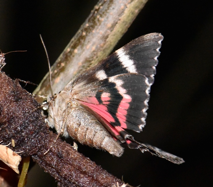 Catocala sponsa - tölgyfa-övesbagoly