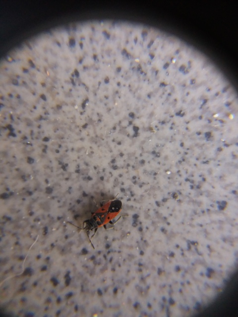 Melanocoryphus tristrami
