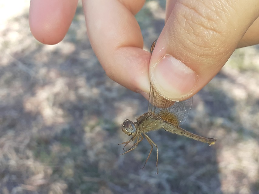 Crocothemis erythraea - skarlát szitakötő