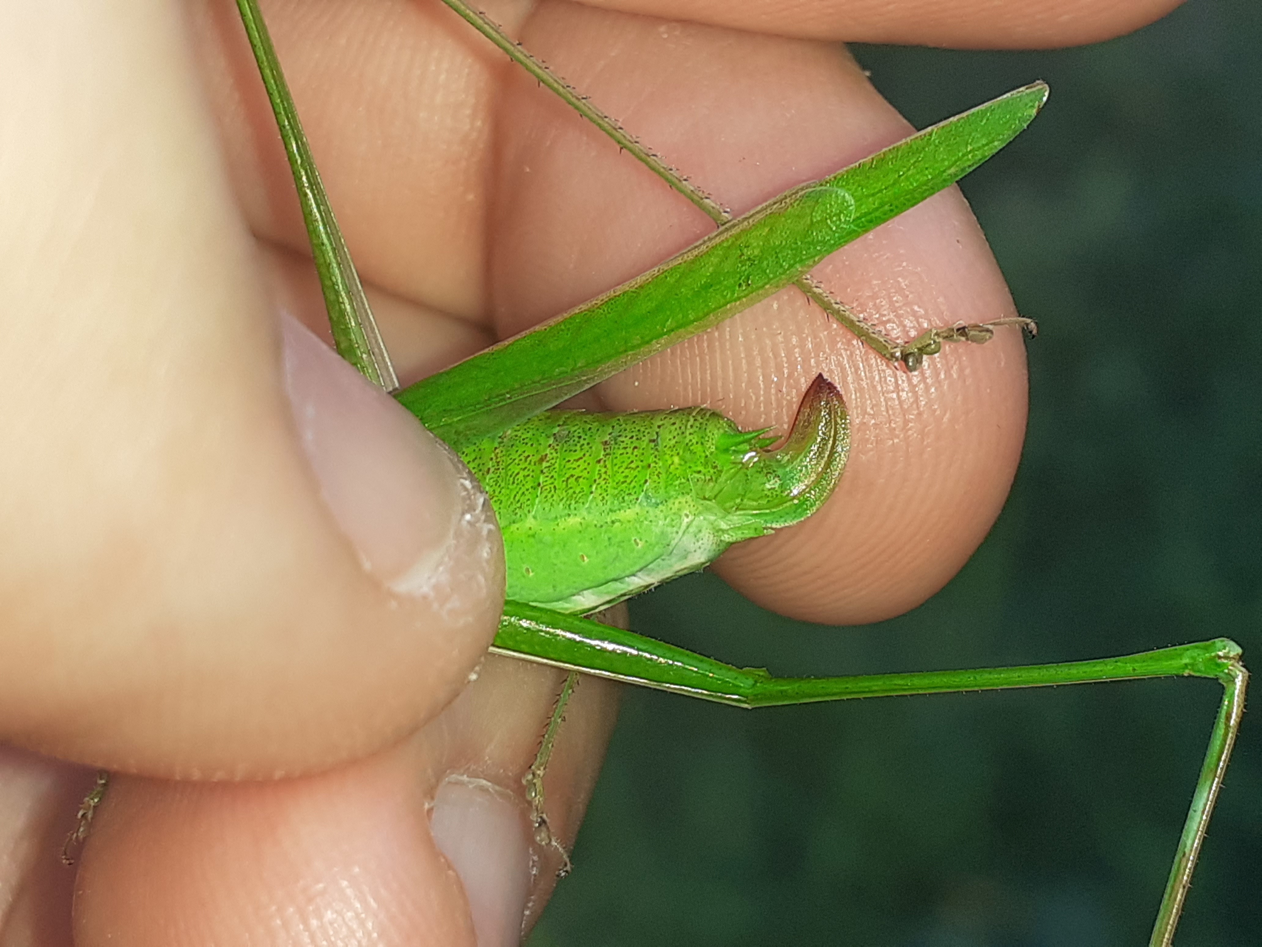 Tylopsis lilifolia