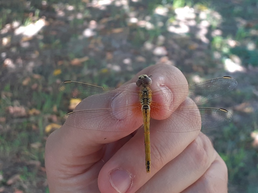 Sympetrum fonscolombii - vándor katona-szitakötő