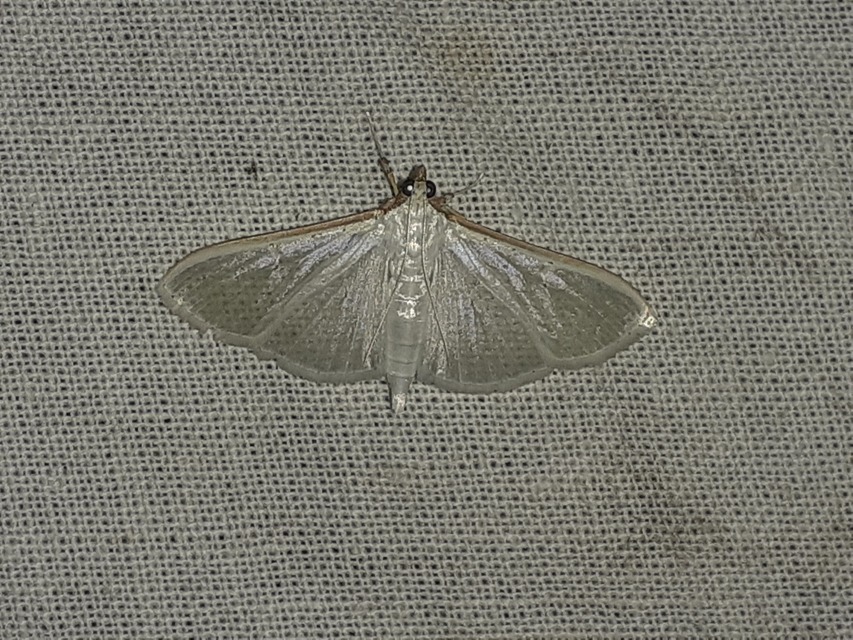 Palpita vitrealis - hófehér tűzmoly