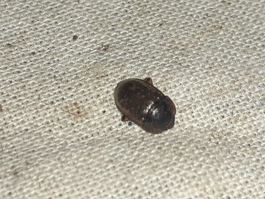 Phenolia picta