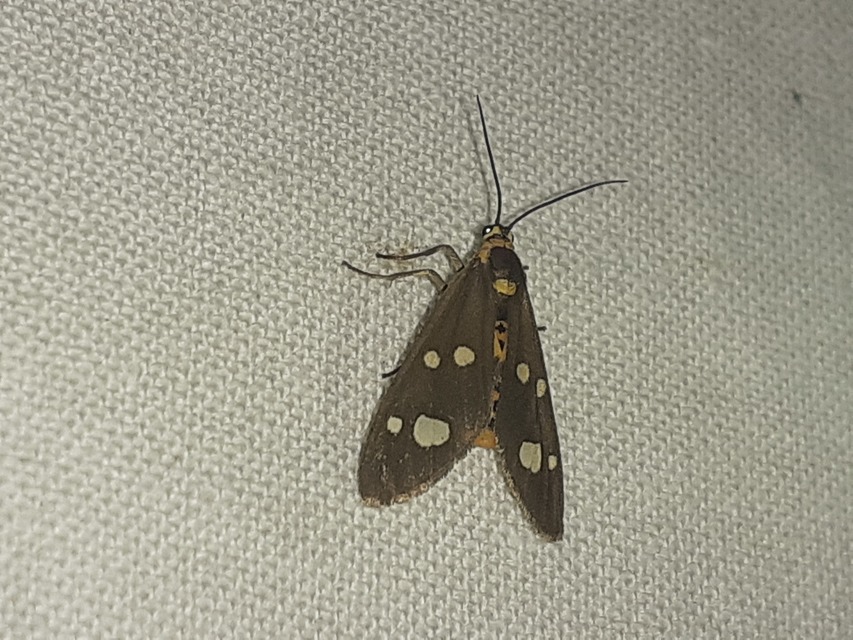 Dysauxes famula