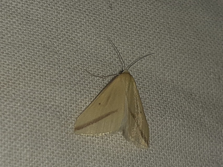 Rhodometra sacraria - rózsacsíkos araszoló
