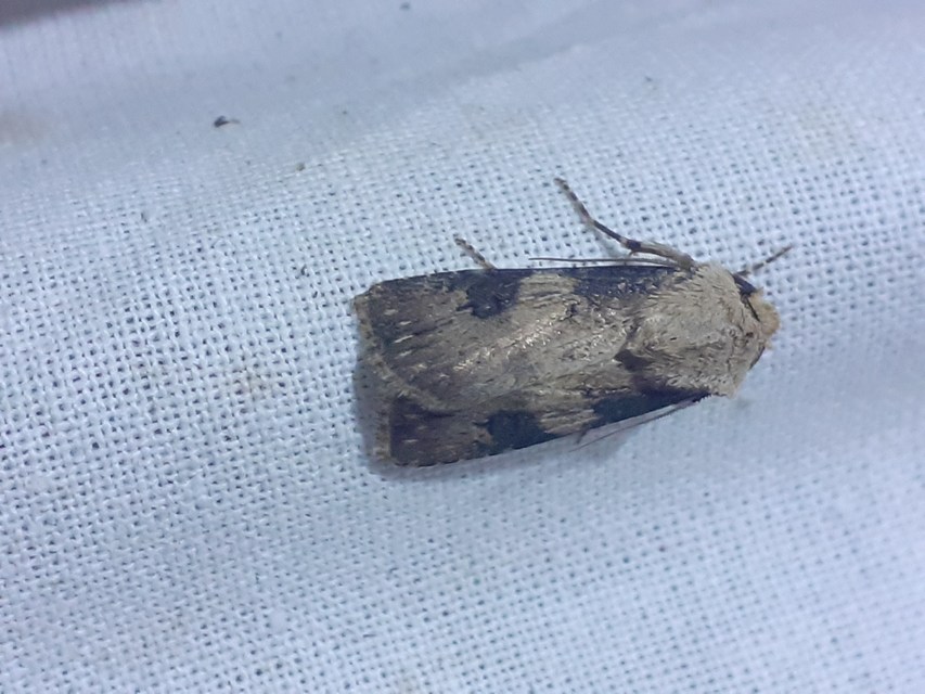 Agrotis puta - sárgászöld földibagoly