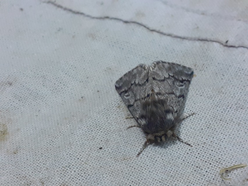 Thaumetopoea pityocampa