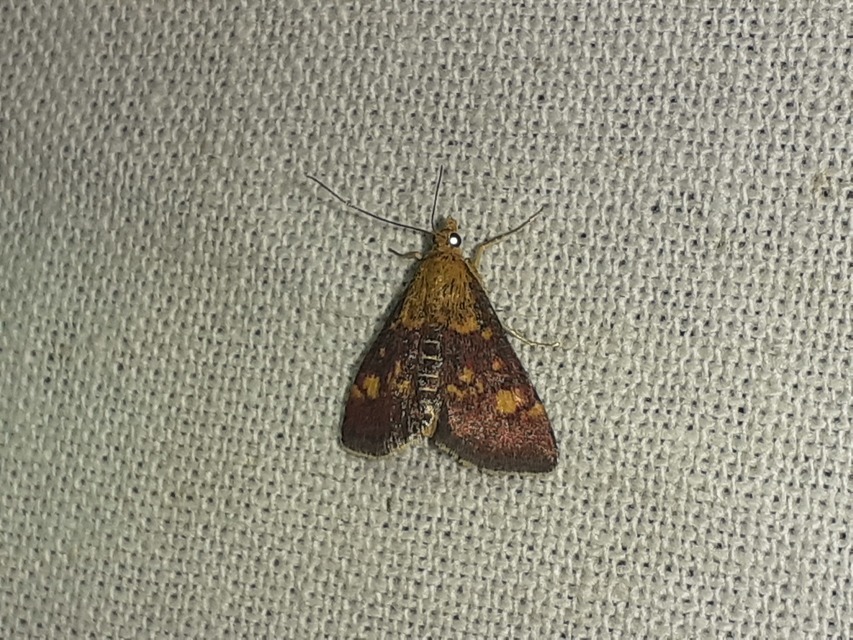 Pyrausta aurata - aranyló bíbormoly