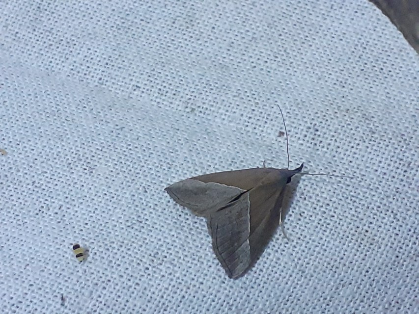 Hypena lividalis - köpenyes karcsúbagoly