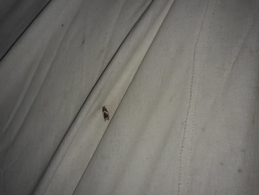 Epiblema foenella - kampósfoltú tükrösmoly