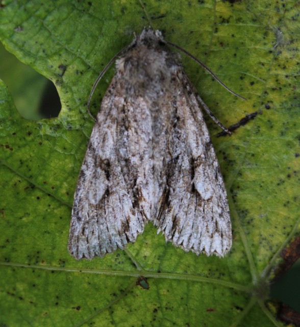 Meganephria bimaculosa - kétfoltos szilbagoly