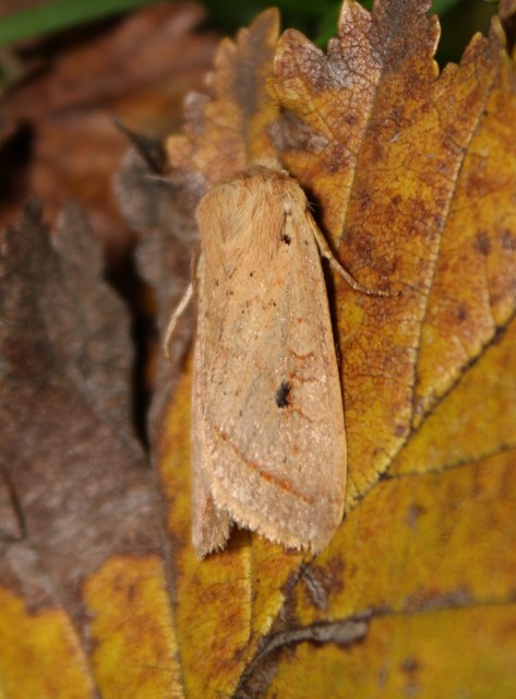 Leptologia macilenta - gyertyán-őszibagoly