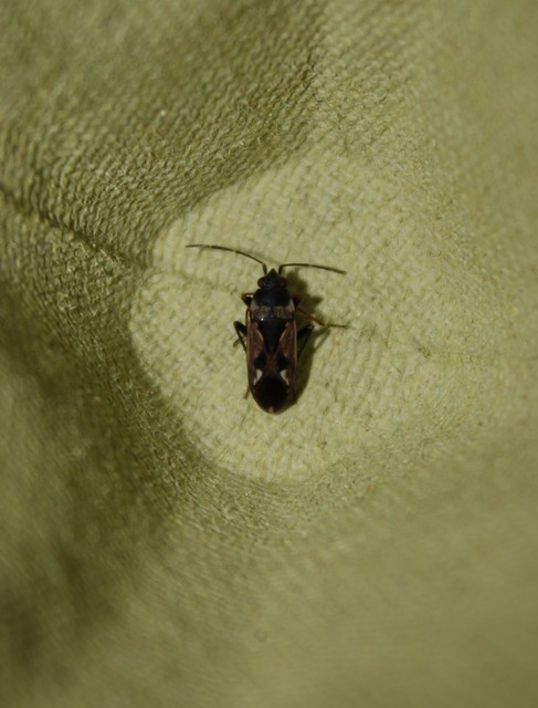 Rhyparochromus vulgaris - közönséges díszesbodobács