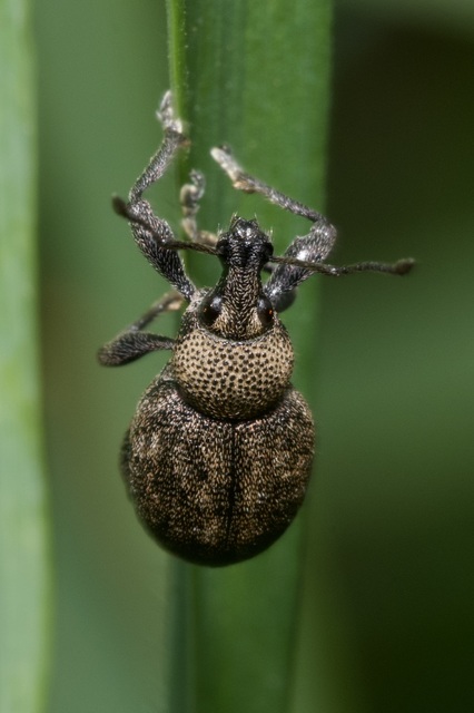 Otiorhynchus ligustici - vincellér-gyalogormányos