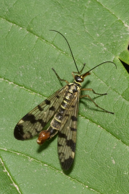 Panorpa communis/vulgaris