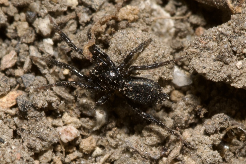 Gnaphosidae - kövipókok