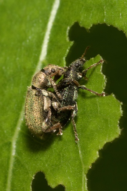 Phyllobius betulinus - változékony levélormányos