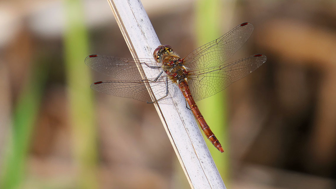 Sympetrum striolatum - harántsávos katona-szitakötő