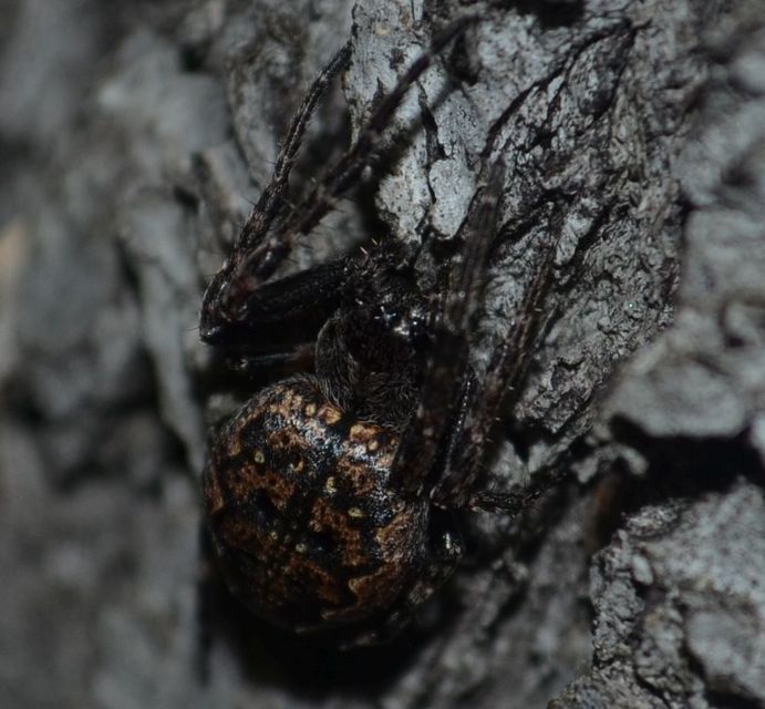 Araneae - Pókok