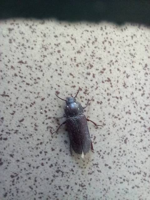 Tenebrio molitor - közönséges lisztbogár