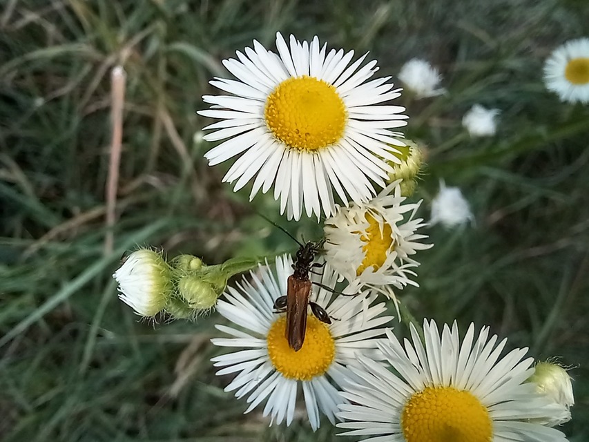 Oedemera femorata - sárgahátú álcincér