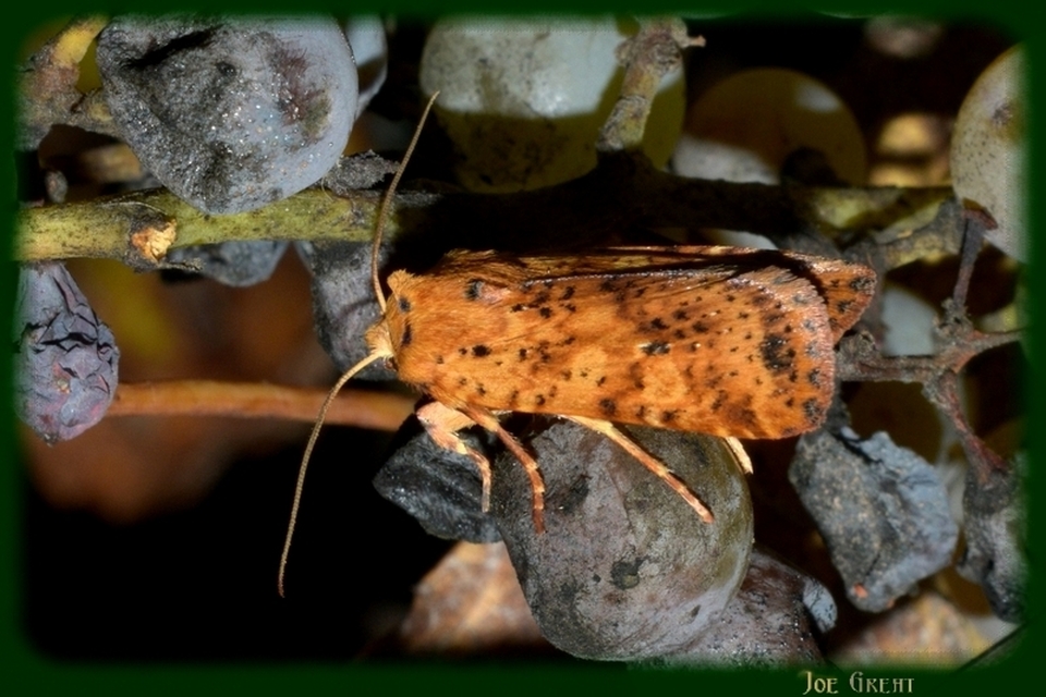 Conistra rubiginea - vörös őszibagoly