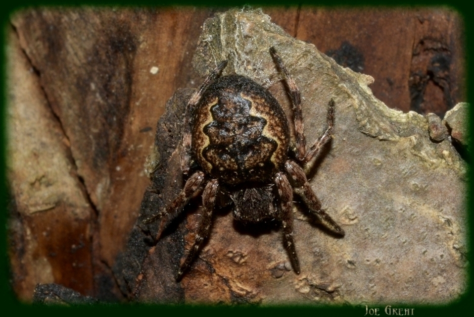 Araneae - Pókok