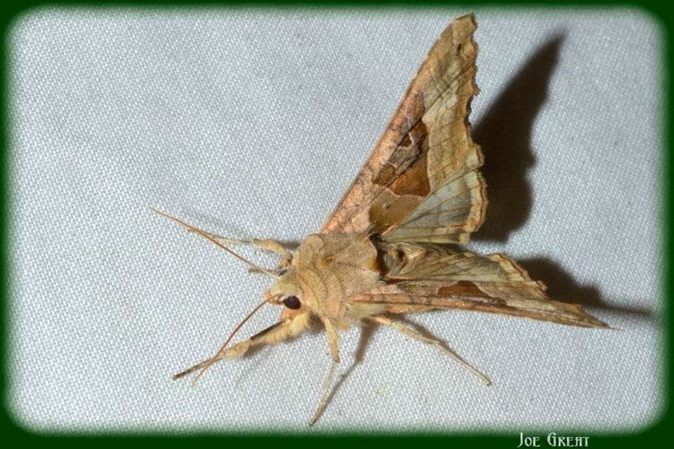 Phlogophora meticulosa - vándorló csipkésbagoly